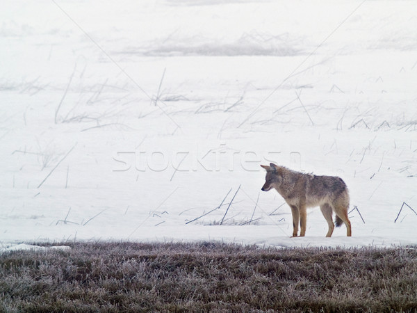 Nyugat alföld tél fű hó mező Stock fotó © Frankljr