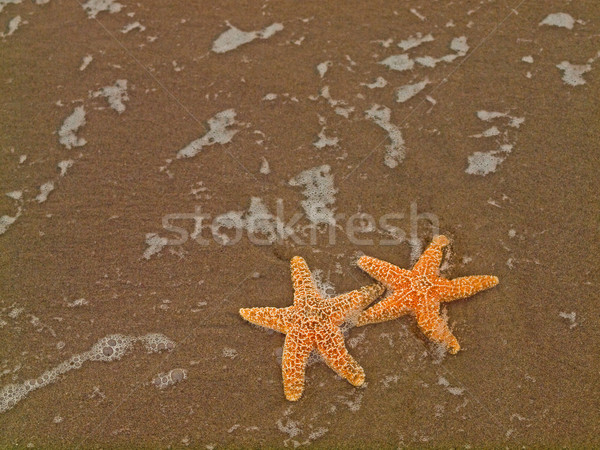 Foto stock: Dois · starfish · peixe · mar · fundo · verão
