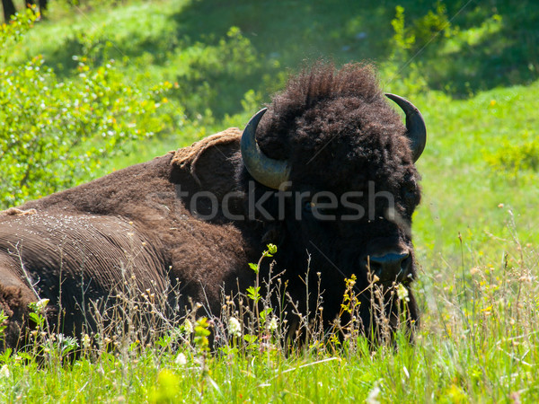 Bison gamme Montana USA Photo stock © Frankljr