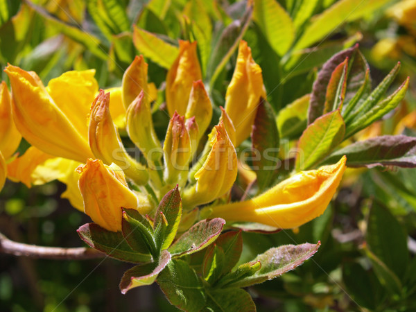 Yellow Rhododendron Stock photo © Frankljr