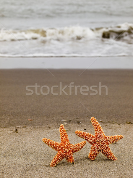 Dos estrellas de mar peces mar fondo verano Foto stock © Frankljr