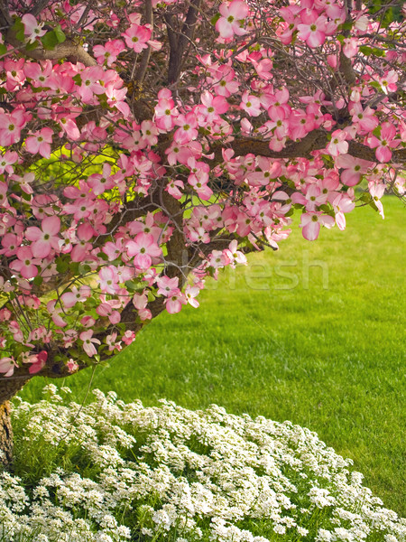 Różowy drzewo wiosną miłości ogród bed Zdjęcia stock © Frankljr