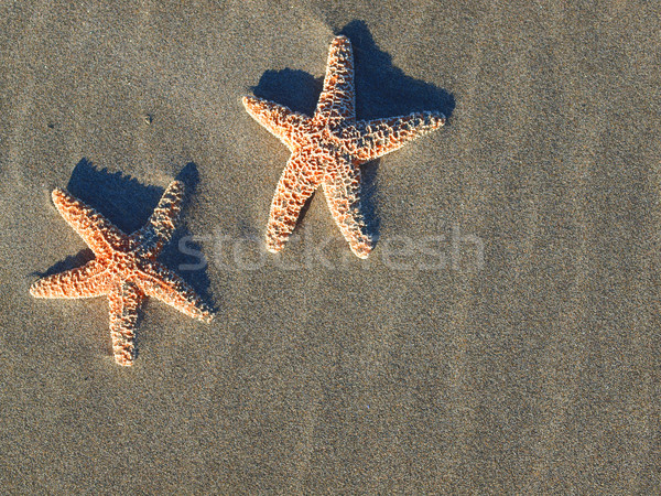 Two Starfish with Shadows on the Beach with Windswept Sand Ripples  Stock photo © Frankljr