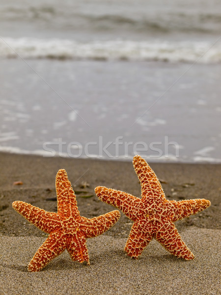 Foto stock: Dois · starfish · peixe · mar · fundo · verão
