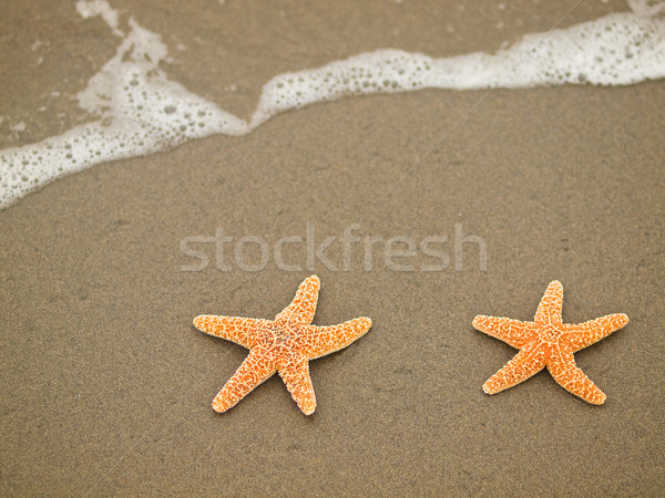 Deux starfish poissons mer fond été [[stock_photo]] © Frankljr