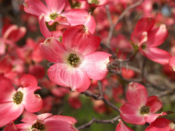 Pink Dogwood Tree Blooms Stock photo © Frankljr