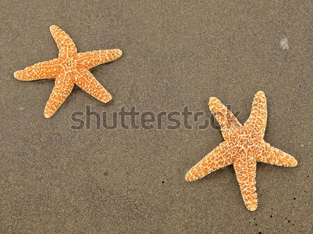 Two Starfish with Shadows on the Beach with Windswept Sand Ripples  Stock photo © Frankljr