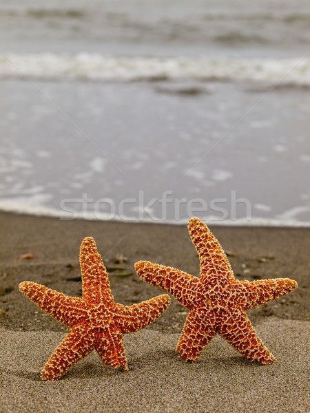 Foto stock: Dois · starfish · peixe · mar · fundo · verão