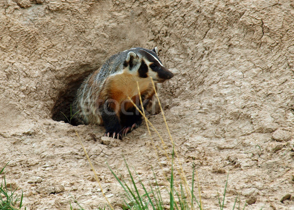 美國人 獾 入口 性質 孔 戶外活動 商業照片 © Frankljr