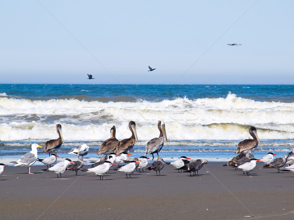 A Variety of Seabirds at the Seashore Stock photo © Frankljr