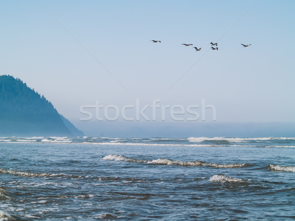 A Variety of Seabirds at the Seashore Stock photo © Frankljr