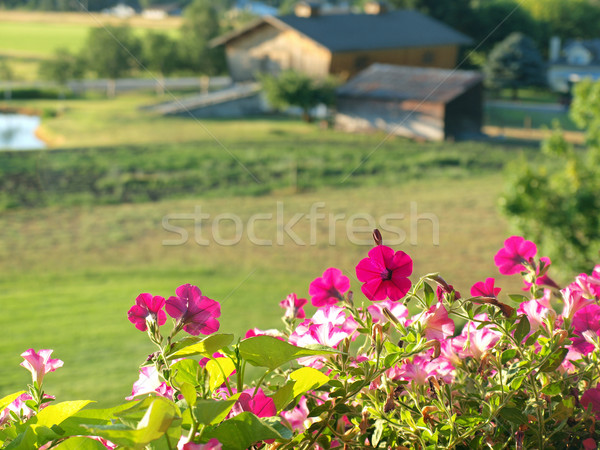 A Mountain Country View From a Flowery Balcony Stock photo © Frankljr