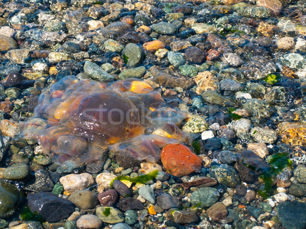 Jellyfish Tossed by Waves Stock photo © Frankljr