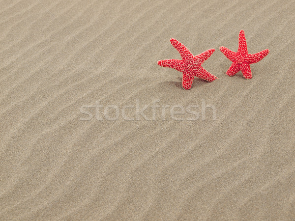 Two Red Starfish on the Beach with Windswept Sand Ripples Stock photo © Frankljr