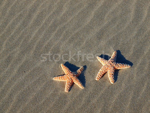 Two Starfish with Shadows on the Beach with Windswept Sand Ripples  Stock photo © Frankljr