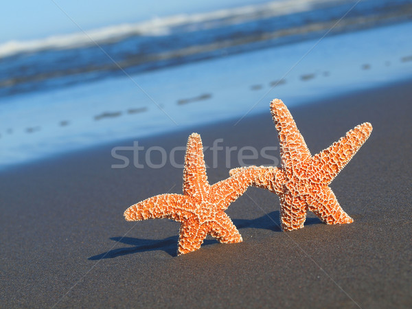 Two Starfish with Shadows on the Beach with Ocean Waves in the Background  Stock photo © Frankljr