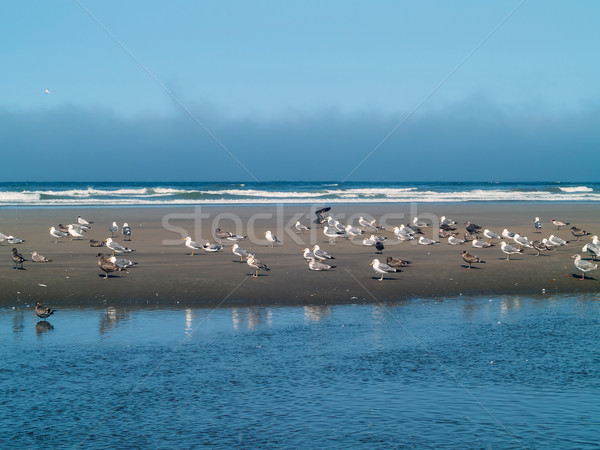 A Variety of Seabirds at the Seashore Stock photo © Frankljr