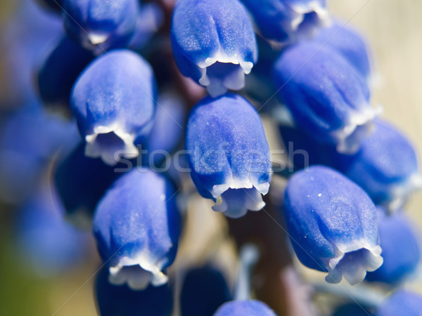 Azul sino flores macro luz solar Foto stock © Frankljr