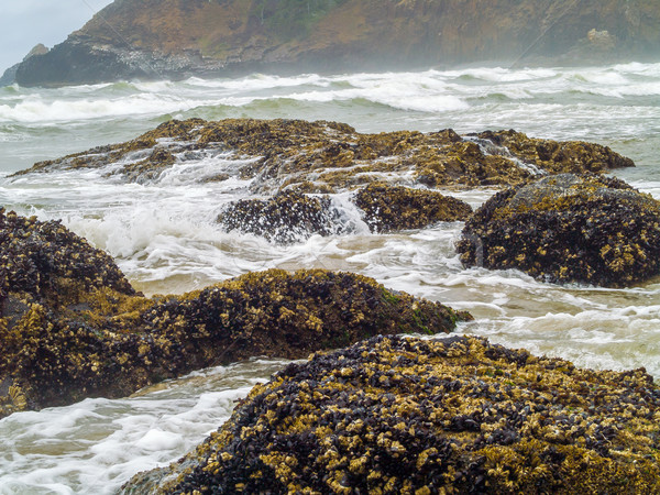áradat Oregon part tájkép tenger nyár Stock fotó © Frankljr