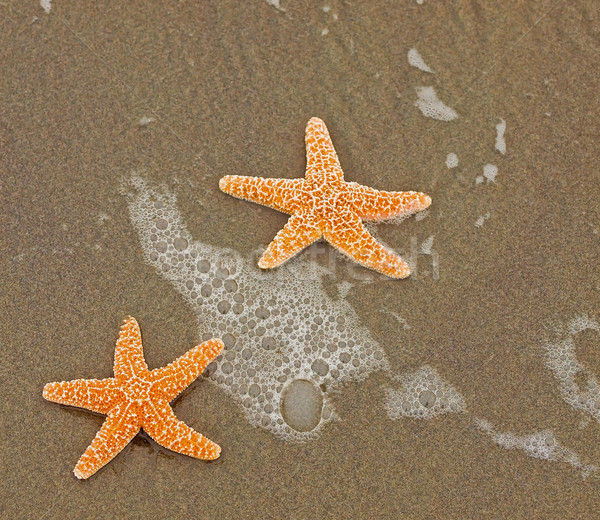 Foto stock: Dois · starfish · peixe · mar · fundo · verão