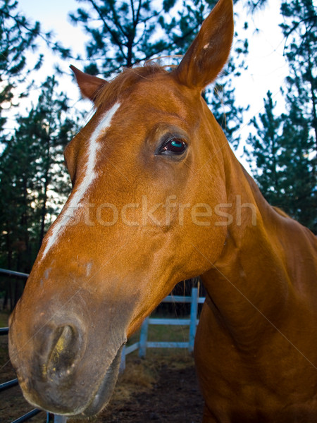 Cavallo ritratto sera ora nubi primavera Foto d'archivio © Frankljr