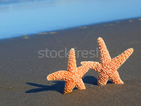 два Starfish Тени пляж океана волны Сток-фото © Frankljr