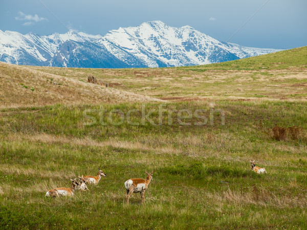 Bereich Bison Bereich Montana USA Gras Stock foto © Frankljr