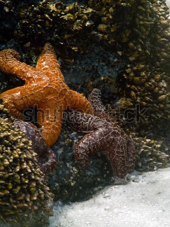 Stock fotó: Tengeri · csillag · csatolva · kövek · szörf · tengerpart · víz