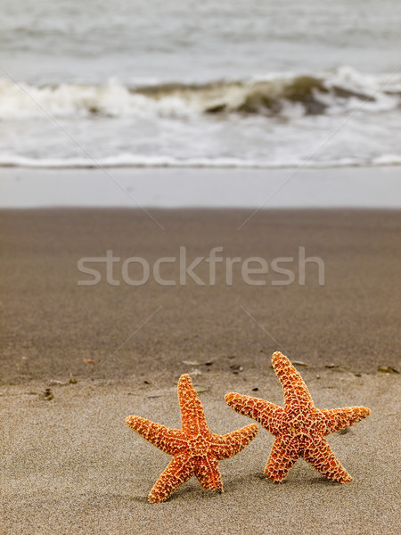 [[stock_photo]]: Deux · starfish · poissons · mer · fond · été