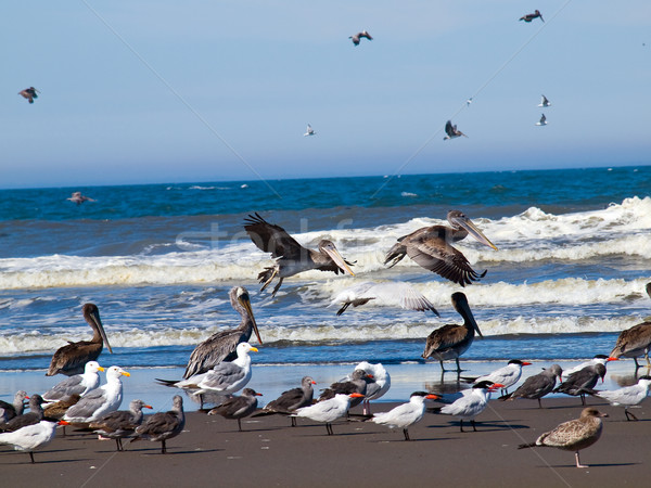 Vielfalt Himmel Natur blau Sand Leben Stock foto © Frankljr