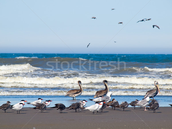 A Variety of Seabirds at the Seashore Stock photo © Frankljr