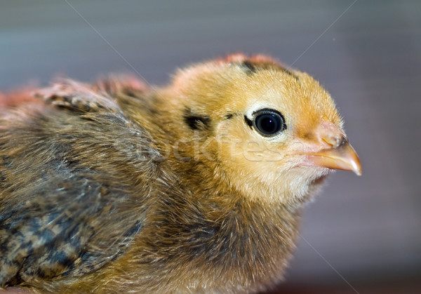 Little yellow and orange fuzzy chick Stock photo © Frankljr