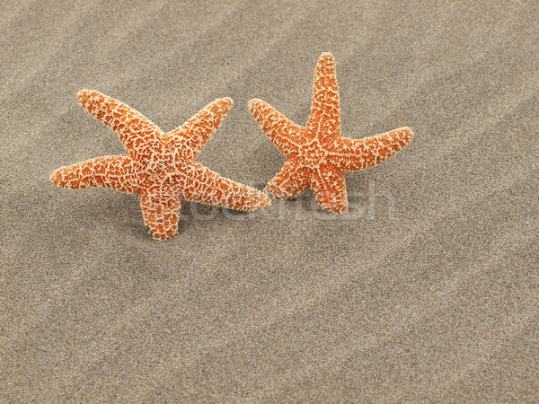 Two Starfish on the Beach with Windswept Sand Ripples Stock photo © Frankljr
