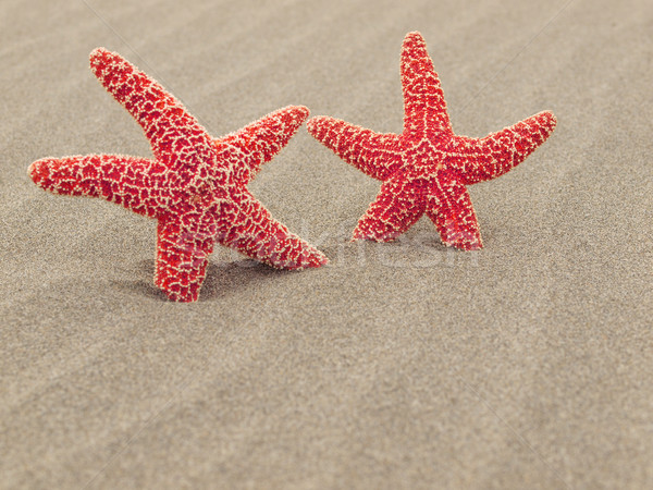 Deux rouge starfish plage sable poissons Photo stock © Frankljr