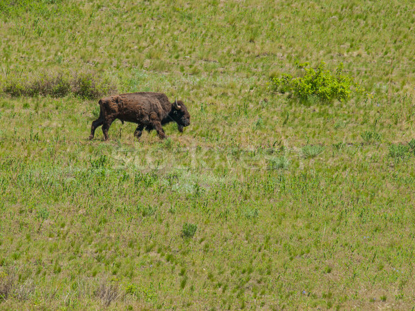 Groß Bison Bereich Montana USA Stock foto © Frankljr