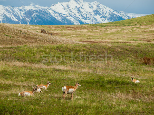 Antelope in a Field  Stock photo © Frankljr