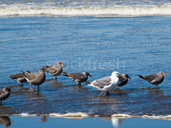 Vielfalt Himmel Natur blau Sand Leben Stock foto © Frankljr