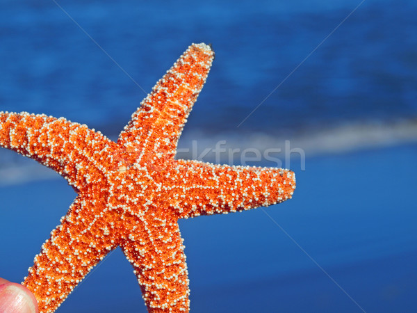 [[stock_photo]]: Starfish · bord · océan · vagues · poissons · nature