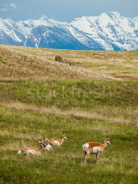 Bereich Bison Bereich Montana USA Gras Stock foto © Frankljr