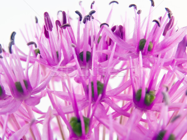 Allium Flower in Bloom Stock photo © Frankljr