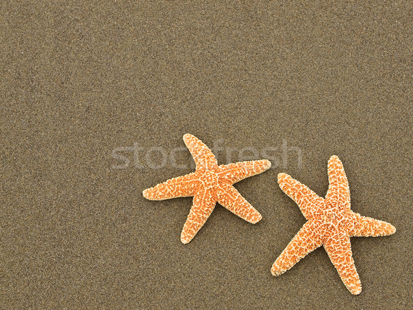 Deux starfish humide plage de sable poissons soleil [[stock_photo]] © Frankljr