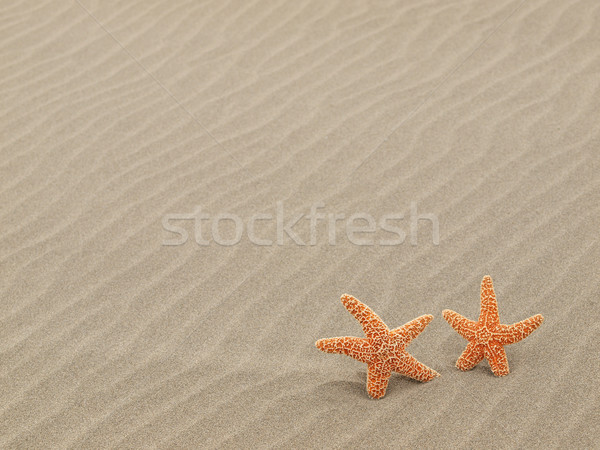 Two Starfish on the Beach with Windswept Sand Ripples  Stock photo © Frankljr