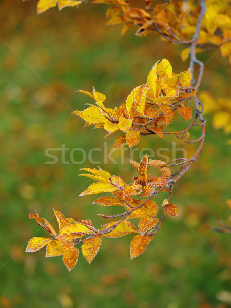 Autumn Leaves Stock photo © Frankljr