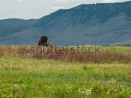 Groß Bison Bereich Montana Stock foto © Frankljr