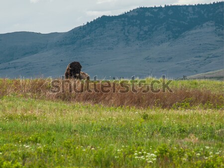 Large American Bison Stock photo © Frankljr