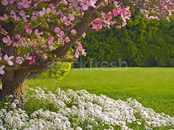 粉紅色 樹 春天 愛 花園 床 商業照片 © Frankljr