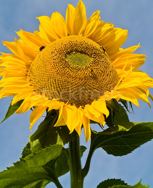 Honingbij gedekt stuifmeel zonnebloem hemel zon Stockfoto © Frankljr