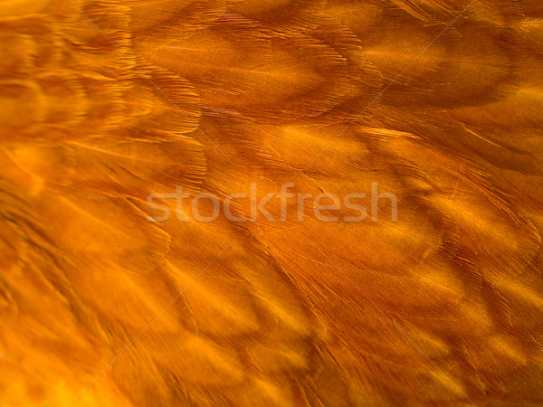 Feather Background Texture Stock photo © Frankljr