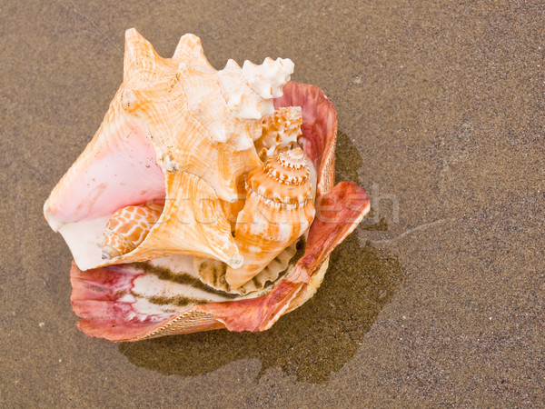 Scallop and Conch Shells on a Wet Sandy Beach Stock photo © Frankljr