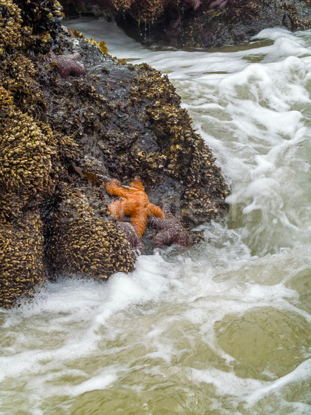 Starfish attaché roches surf plage eau [[stock_photo]] © Frankljr